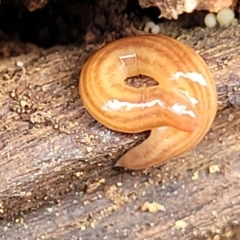 Fletchamia quinquelineata (Five-striped flatworm) at Bungonia National Park - 15 May 2023 by trevorpreston
