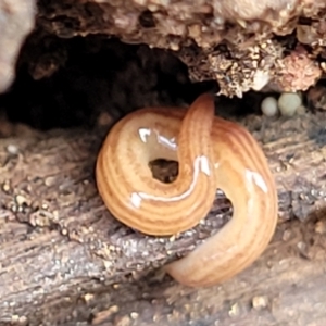 Fletchamia quinquelineata at Bungonia, NSW - 15 May 2023