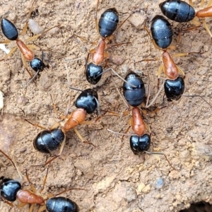 Camponotus nigriceps at Bungonia, NSW - 15 May 2023 11:04 AM