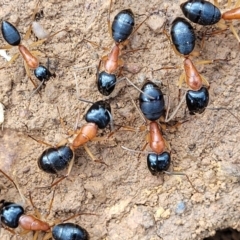Camponotus nigriceps (Black-headed sugar ant) at Bungonia National Park - 15 May 2023 by trevorpreston