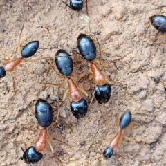 Camponotus nigriceps at Bungonia, NSW - 15 May 2023