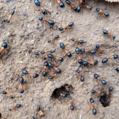 Camponotus nigriceps at Bungonia, NSW - 15 May 2023 11:04 AM