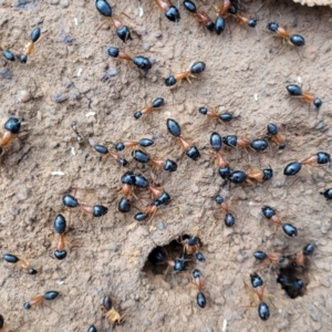 Camponotus nigriceps at Bungonia, NSW - 15 May 2023