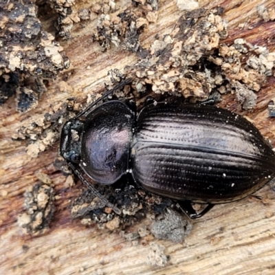 Adelium subdepressum (Darkling Beetle) at Bungonia National Park - 15 May 2023 by trevorpreston