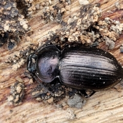 Adelium subdepressum (Darkling Beetle) at Bungonia, NSW - 15 May 2023 by trevorpreston