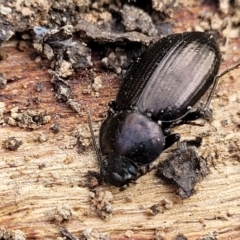 Adelium subdepressum at Bungonia, NSW - 15 May 2023 11:02 AM