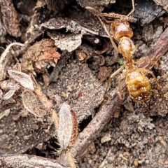 Camponotus sp. (genus) (A sugar ant) at Bungonia, NSW - 15 May 2023 by trevorpreston
