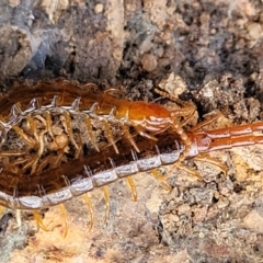 Cormocephalus sp.(genus) (Scolopendrid Centipede) at Bungonia, NSW - 15 May 2023 by trevorpreston