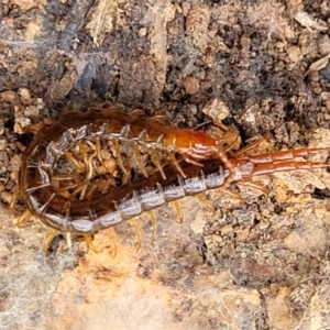 Cormocephalus sp.(genus) at Bungonia, NSW - 15 May 2023 10:53 AM