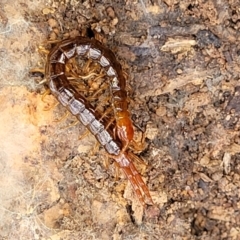 Cormocephalus sp.(genus) at Bungonia, NSW - 15 May 2023 10:53 AM