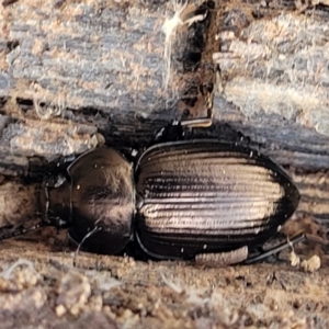 Adelium subdepressum at Bungonia, NSW - 15 May 2023