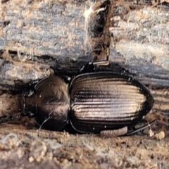 Adelium subdepressum (Darkling Beetle) at Bungonia National Park - 15 May 2023 by trevorpreston