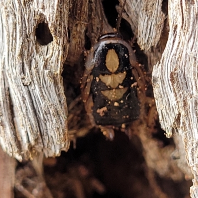 Blattodea (order) (Unidentified cockroach) at Bungonia National Park - 15 May 2023 by trevorpreston