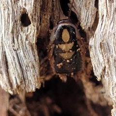 Robshelfordia simplex (Shelford's Western Cockroach) at Bungonia National Park - 15 May 2023 by trevorpreston