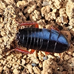 Platyzosteria similis (Red-legged litter runner) at Bungonia National Park - 15 May 2023 by trevorpreston