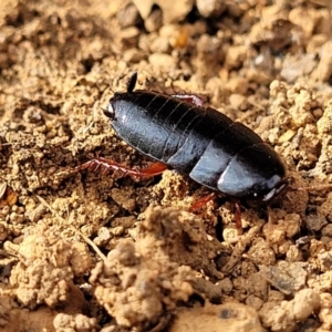 Platyzosteria similis at Bungonia, NSW - 15 May 2023 10:48 AM