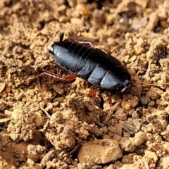 Platyzosteria similis at Bungonia, NSW - 15 May 2023