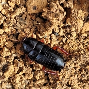 Platyzosteria similis at Bungonia, NSW - 15 May 2023 10:48 AM