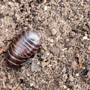 Panesthia australis at Bungonia, NSW - 15 May 2023