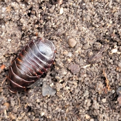 Panesthia australis (Common wood cockroach) at Bungonia, NSW - 15 May 2023 by trevorpreston