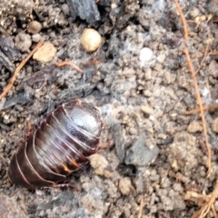 Panesthia australis at Bungonia, NSW - 15 May 2023