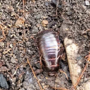 Panesthia australis at Bungonia, NSW - 15 May 2023