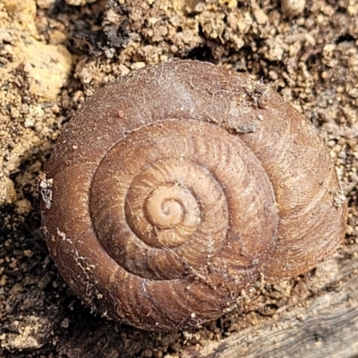 Pommerhelix sp. (genus) (A land snail) at Bungonia National Park - 15 May 2023 by trevorpreston