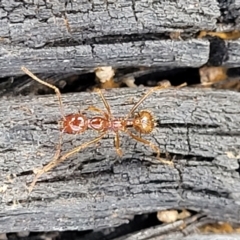 Aphaenogaster longiceps (Funnel ant) at Bungonia, NSW - 15 May 2023 by trevorpreston