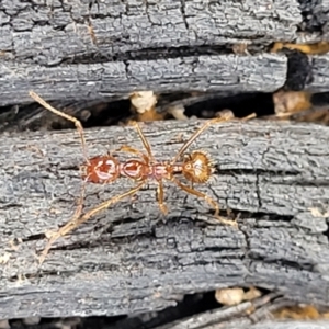 Aphaenogaster longiceps at Bungonia, NSW - 15 May 2023 10:39 AM