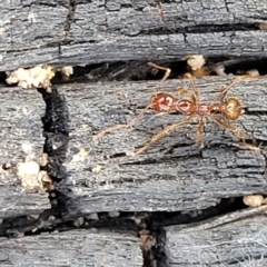 Aphaenogaster longiceps at Bungonia, NSW - 15 May 2023