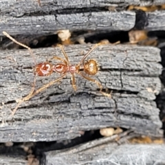 Aphaenogaster longiceps at Bungonia, NSW - 15 May 2023 10:39 AM