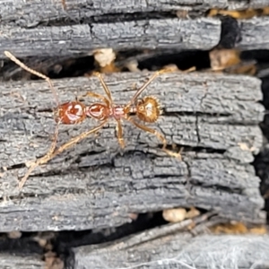 Aphaenogaster longiceps at Bungonia, NSW - 15 May 2023 10:39 AM