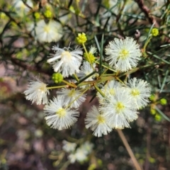 Acacia genistifolia (Early Wattle) at Bungonia National Park - 15 May 2023 by trevorpreston