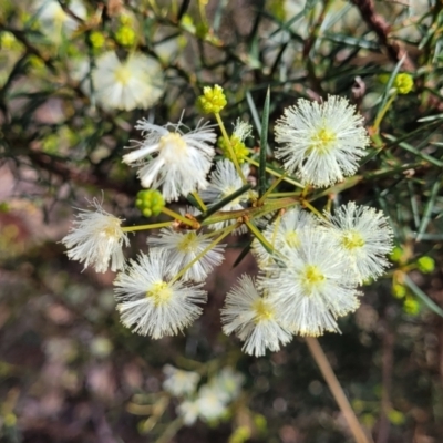 Acacia genistifolia (Early Wattle) at Bungonia, NSW - 15 May 2023 by trevorpreston