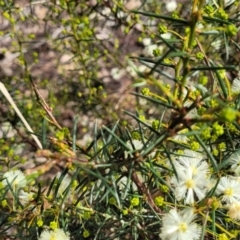 Acacia genistifolia at Bungonia, NSW - 15 May 2023