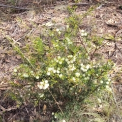 Acacia genistifolia at Bungonia, NSW - 15 May 2023