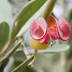 Grevillea arenaria subsp. arenaria (Nepean Spider Flower) at Bungonia National Park - 15 May 2023 by trevorpreston