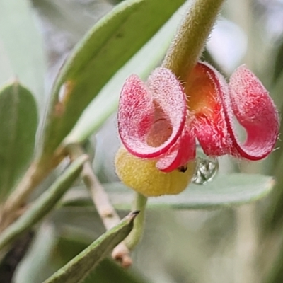 Grevillea arenaria subsp. arenaria (Nepean Spider Flower) at Bungonia, NSW - 15 May 2023 by trevorpreston