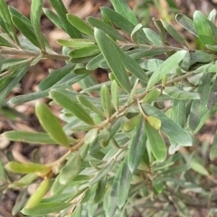 Grevillea arenaria subsp. arenaria at Bungonia, NSW - 15 May 2023