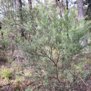 Grevillea arenaria subsp. arenaria at Bungonia, NSW - 15 May 2023