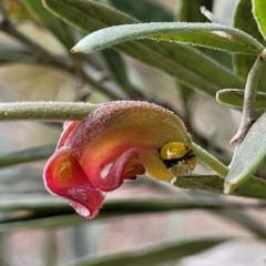 Grevillea arenaria subsp. arenaria at Bungonia, NSW - 15 May 2023