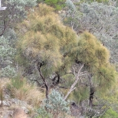Allocasuarina littoralis (Black She-oak) at Bungonia, NSW - 15 May 2023 by trevorpreston