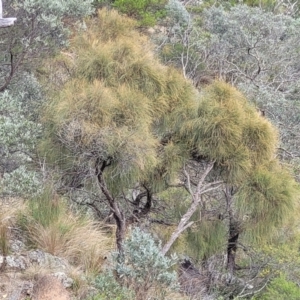 Allocasuarina littoralis at Bungonia, NSW - 15 May 2023 10:30 AM