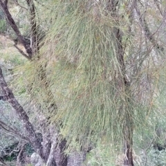 Allocasuarina littoralis at Bungonia, NSW - 15 May 2023 10:30 AM