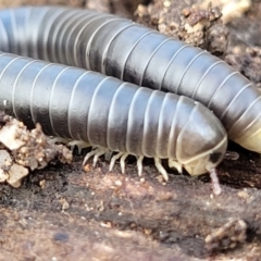 Spirobolida (order) (Spirobolid millipede) at Bungonia, NSW - 15 May 2023 by trevorpreston