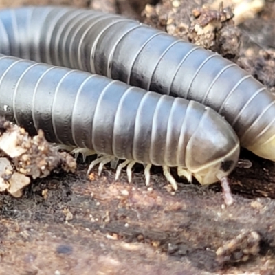 Spirobolida (order) (Spirobolid millipede) at Bungonia, NSW - 15 May 2023 by trevorpreston