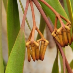 Amyema pendula subsp. pendula (Drooping Mistletoe) at Pomaderris Nature Reserve - 14 May 2023 by trevorpreston