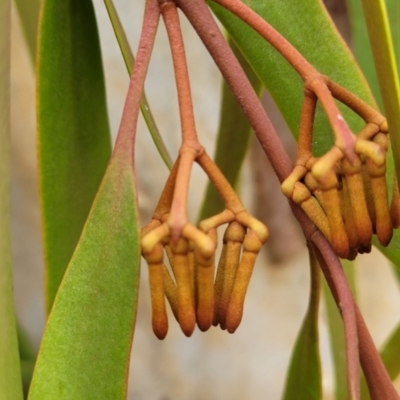 Amyema pendula subsp. pendula (Drooping Mistletoe) at Pomaderris Nature Reserve - 14 May 2023 by trevorpreston