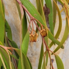Amyema pendula subsp. pendula at Gundary, NSW - 15 May 2023