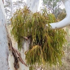 Amyema pendula subsp. pendula at Gundary, NSW - 15 May 2023 09:37 AM